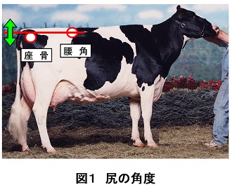 ホルスタインの分娩難易に関係する 尻の角度 酪農後継者のためのdairy Guide