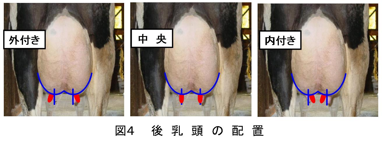 ホルスタインの搾乳性に関係する 後乳頭の配置 酪農後継者のためのdairy Guide