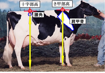 ホルスタインの 体の容積 と ショーでのインパクト とに関係する 高さ 酪農後継者のためのdairy Guide