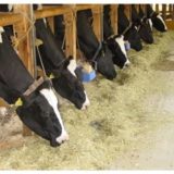 乳牛 の 配合飼料 と 添加剤 について一考