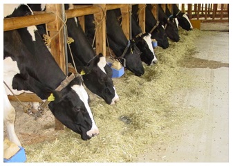 乳牛 の 配合飼料 と 添加剤 について一考