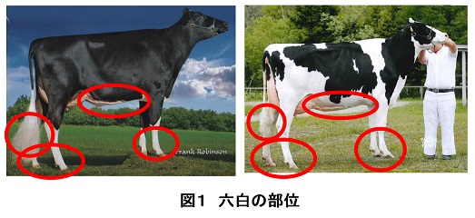 ホルスタインは六白牛という 酪農後継者のためのdairy Guide