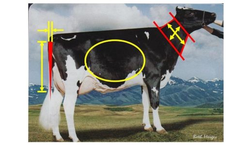 ホルスタイン（乳牛）の資質について