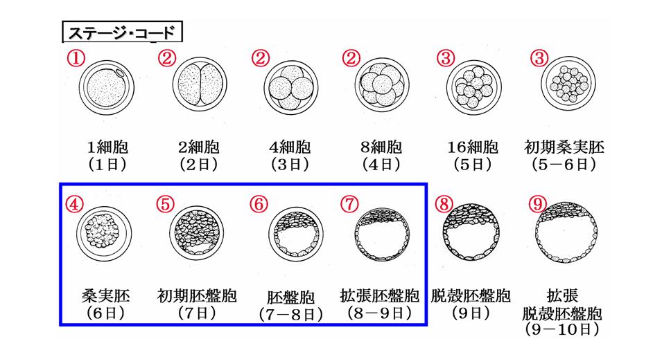 牛の受精卵移植の注意点 受精卵の発生ステージコード 酪農後継者のためのdairy Guide