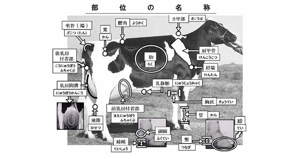 ホルスタインの牛体の部位の名称 酪農後継者のためのdairy Guide