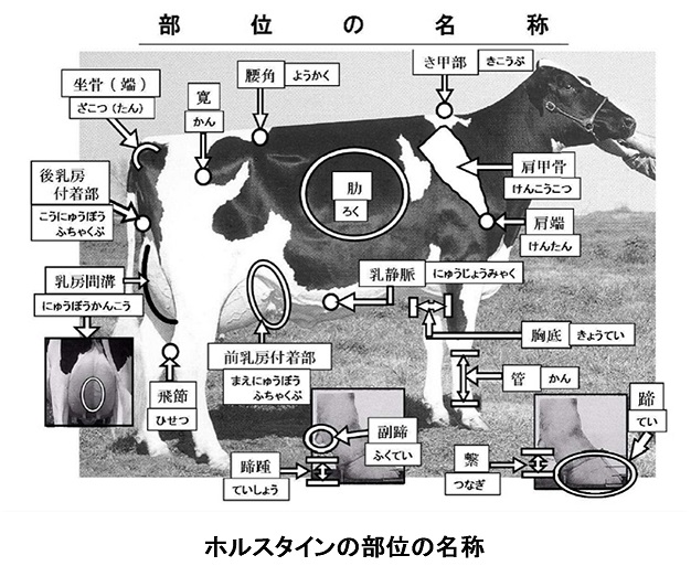 ホルスタインの牛体の部位の名称 酪農後継者のためのdairy Guide