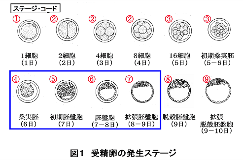 牛の受精卵移植の注意点 受精卵の発生ステージコード 酪農後継者のためのdairy Guide