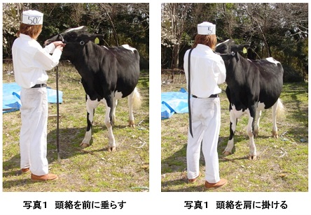 ホルスタイン共進会 ｂｗショー の命綱である頭絡 ストラップ 持ち方 酪農後継者のためのdairy Guide