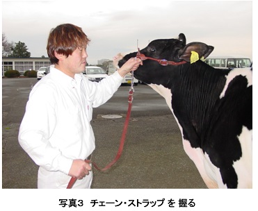 ホルスタイン共進会 ｂｗショー の命綱である頭絡 ストラップ 持ち方 酪農後継者のためのdairy Guide