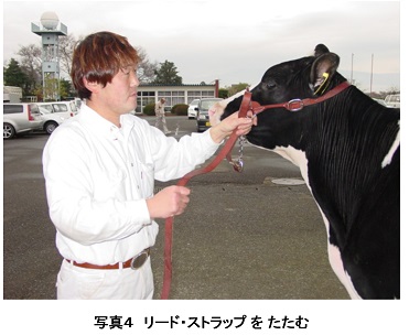 ホルスタイン共進会 ｂｗショー の命綱である頭絡 ストラップ 持ち方 酪農後継者のためのdairy Guide