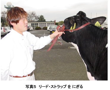 ホルスタイン共進会 ｂｗショー の命綱である頭絡 ストラップ 持ち方 酪農後継者のためのdairy Guide