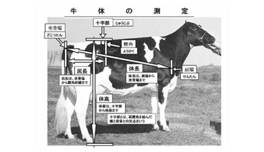ホルスタインの牛体の測定