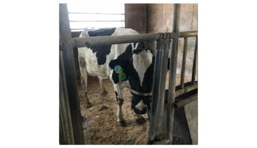 牛の受精卵移植の注意点　④誰がドナー牛を管理するか