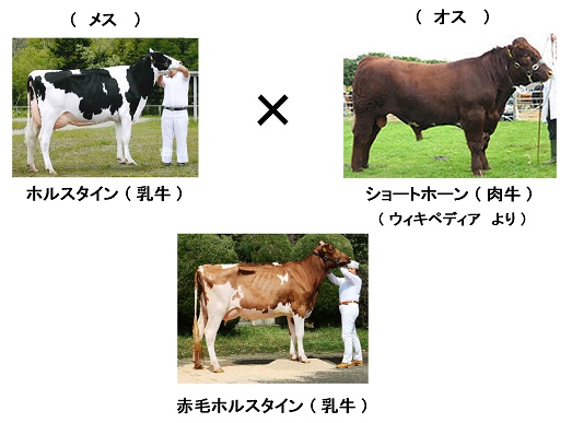 赤毛ホルスタインについて 酪農後継者のためのdairy Guide