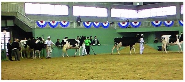 ホルスタイン共進会 Bwショー で気にかかること 観客の少なさ 酪農後継者のためのdairy Guide