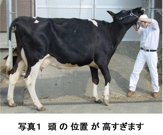 ホルスタイン共進会 ｂｗショー で ウシ を リードするときの ウシの頭 の 位置 酪農後継者のためのdairy Guide