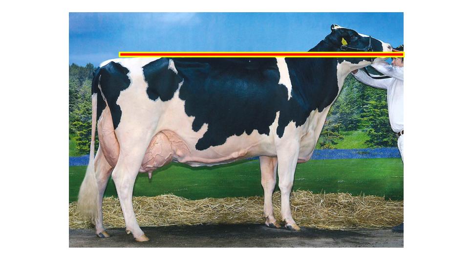 ホルスタイン共進会（BWショー）で ウシ を リードするときの ウシの