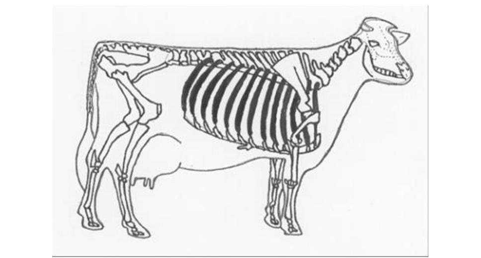 ホルスタインの骨格 肋骨は何本 酪農後継者のためのdairy Guide
